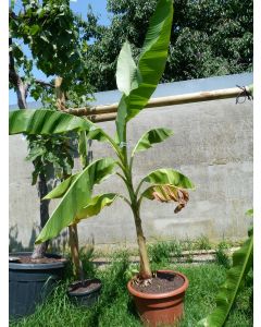 Bananenpflanze 