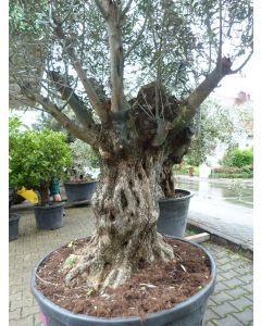 Olivenbaum 
