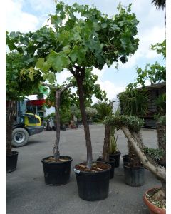 Weinrebe "Vitis Vinifera" Hoch 120 L 