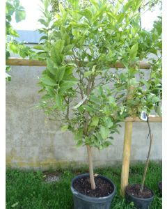 Limette "Citrus Aurantifolia"