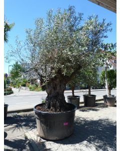 Olivenbaum "Pata" Umfang 2 m - Prachtexemplar