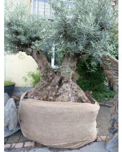 Olivenbaum - Umfang 3,4 m, dreistämmig 