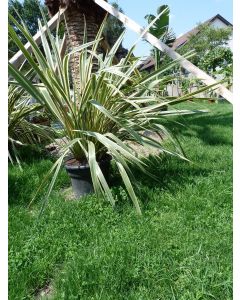 Phormium Tenax