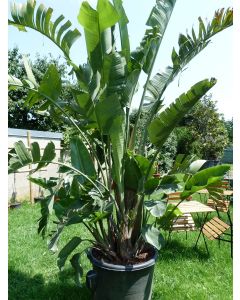 Strelitzia Augusta 150 l