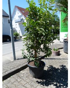 Zitronenbaum 70 L