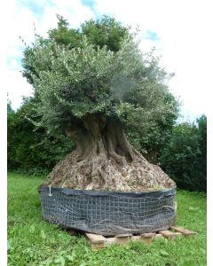 Olivenbaum XXL Umfang 6,45 m